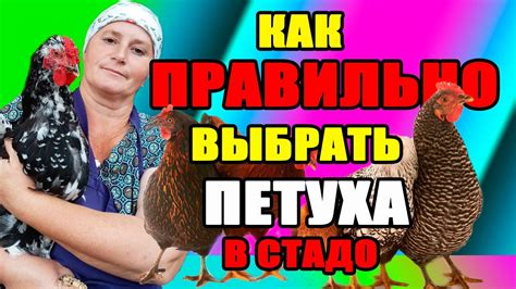 Как правильно выбрать нового петуха?