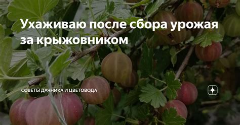 Как правильно ухаживать за палочниками, чтобы увеличить их жизненный путь