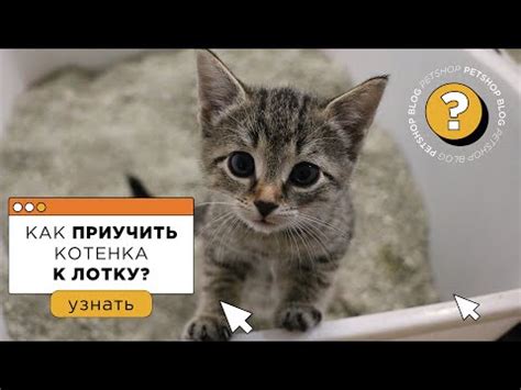 Как предотвратить метание котом