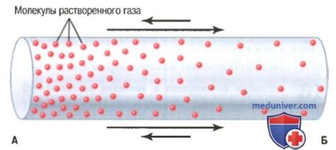 Как происходит обмен газов