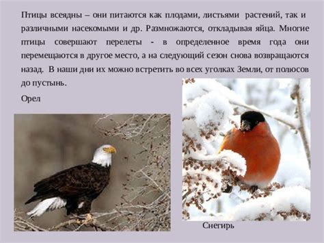 Как птицы находят партнеров и размножаются в холодное время года?