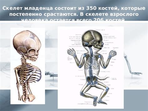 Как работает гибкость костей у младенцев и почему она необходима