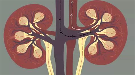 Как работают почки