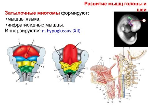 Как развитие мышц языка помогает предотвратить западание