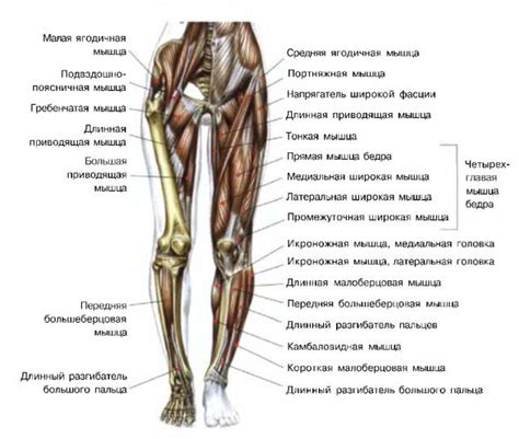 Как ротовирус влияет на мышцы ног