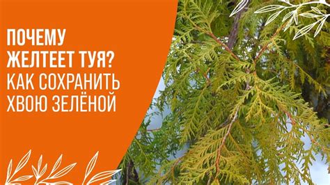 Как сохранить зеленую хвою у туи