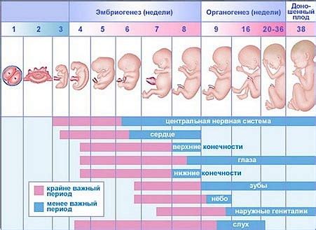 Как узнать, сколько лет и месяцев в 42 месяце?