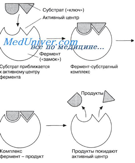 Как фермент работает