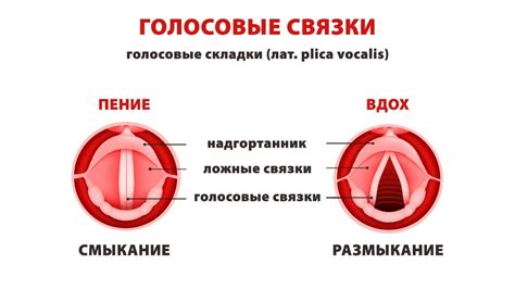 Как формируются голосовые связки у грудничков