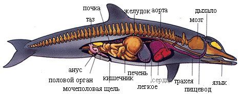 Киты и их дыхательная система