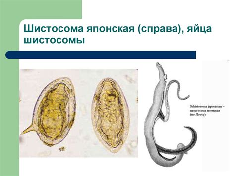 Класс Trematoda