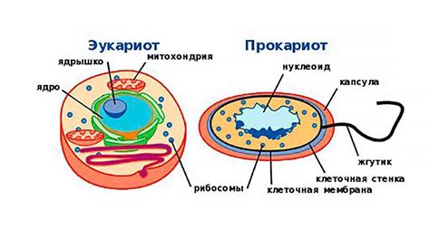 Клетка прокариоты: основные строительные элементы