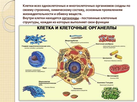 Клетки: уникальные по своему строению