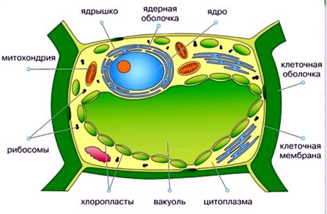 Клетки растения и их деление: почему это не происходит?