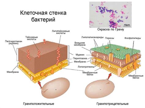 Клеточная структура бактерий