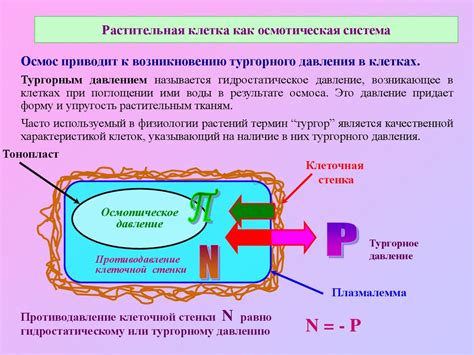 Клеточное давление как ключевой фактор