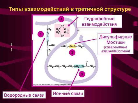 Ковалентные связи в структуре белка