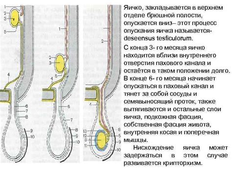 Когда яички опускаются?