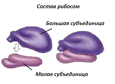 Количество белков в большой субъединице рибосом