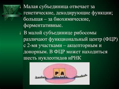 Количество белков в малой субъединице рибосом