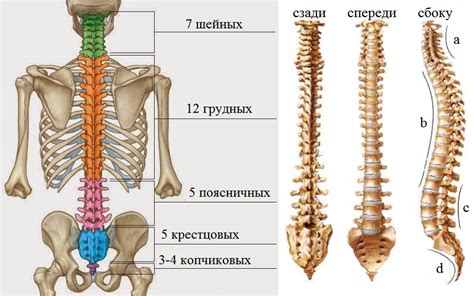 Количество позвонков у лебедя