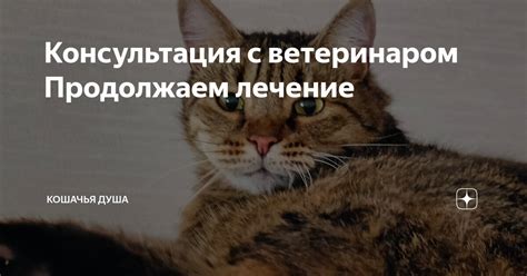 Консультация с ветеринаром