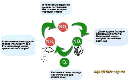 Контролировать аммиак и нитриты