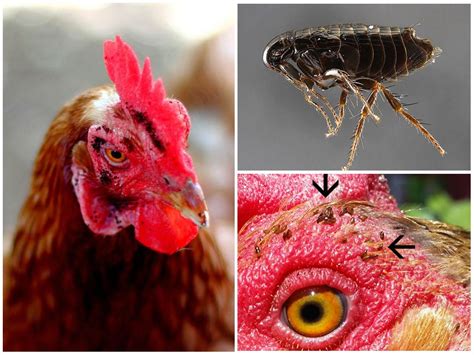Контроль срока жизни куриных блох на человеке