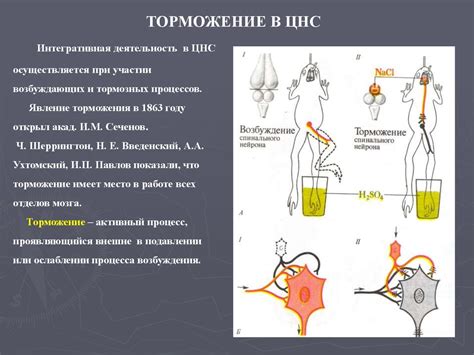 Координация двигательной деятельности и процесс торможения