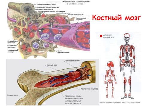 Костный мозг и его значение