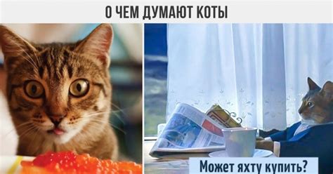 Коты: мифы и реальность