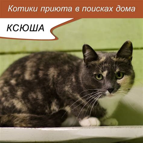 Коты ищут ласку и внимание