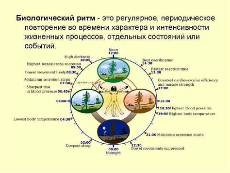 Коты и их биологический ритм