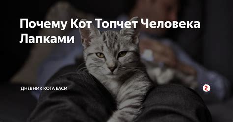 Коты могут искать головной массаж