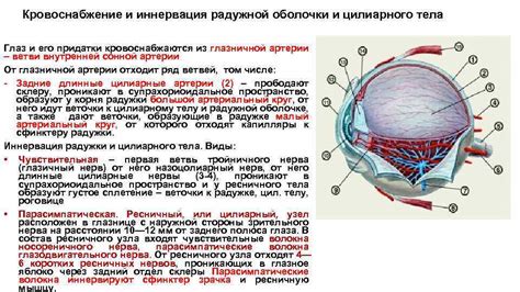 Кровоснабжение глаз и его роль