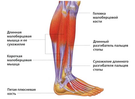 Кровоток и правая нога