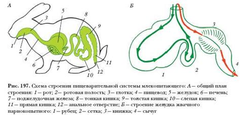 Кролики: особенности пищеварения и рациона