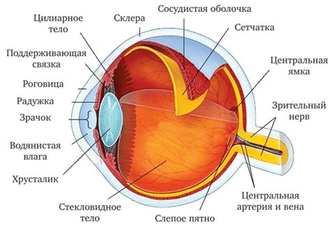 Крыса: жизненные особенности и строение глаз