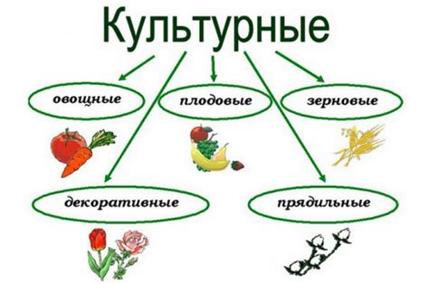 Культурные отличия и названия