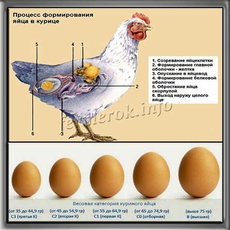 Куры: почему они худые и не набирают вес