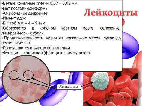 Лейкоциты: белые кровяные клетки