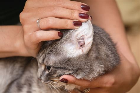 Лечение и профилактика заболеваний ушей у котят