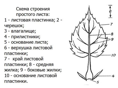 Лист выполняет функцию испарения и регулирования температуры