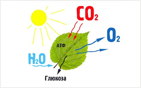 Лист повышает эффективность поглощения углекислого газа