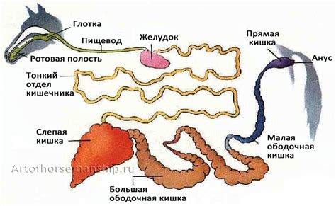 Лошади имеют другое пищеварение