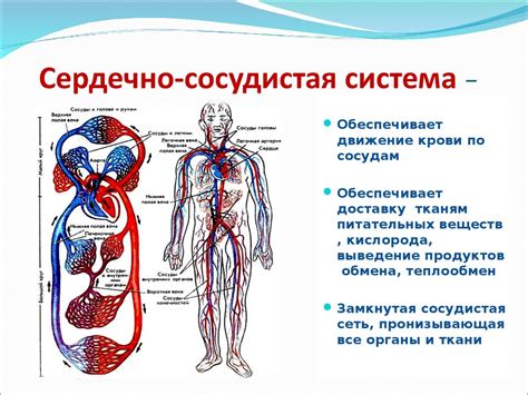 Лук репчатый и сердечно-сосудистая система