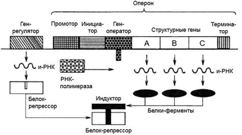 Медиаторы транскрипции и опероны