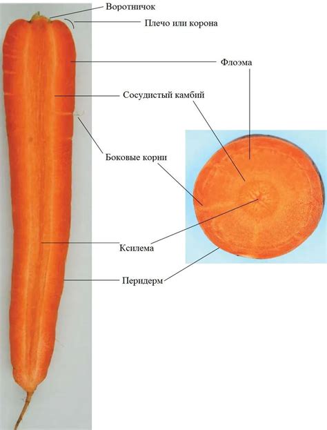 Медицинская ценность моркови и помидоров