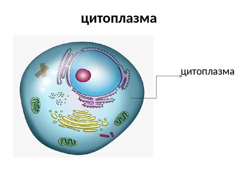 Медленная цитоплазма и торможение активности клетки: опасности и последствия