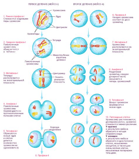 Мейоз и разделение хромосом